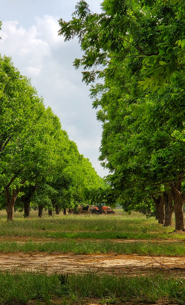 In the Pecan Orchard - May 2022
