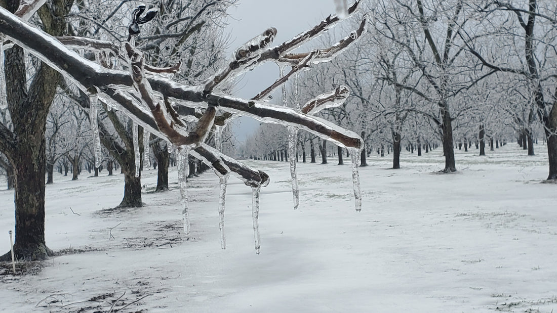 Cold Temp Benefits to Pecan Trees