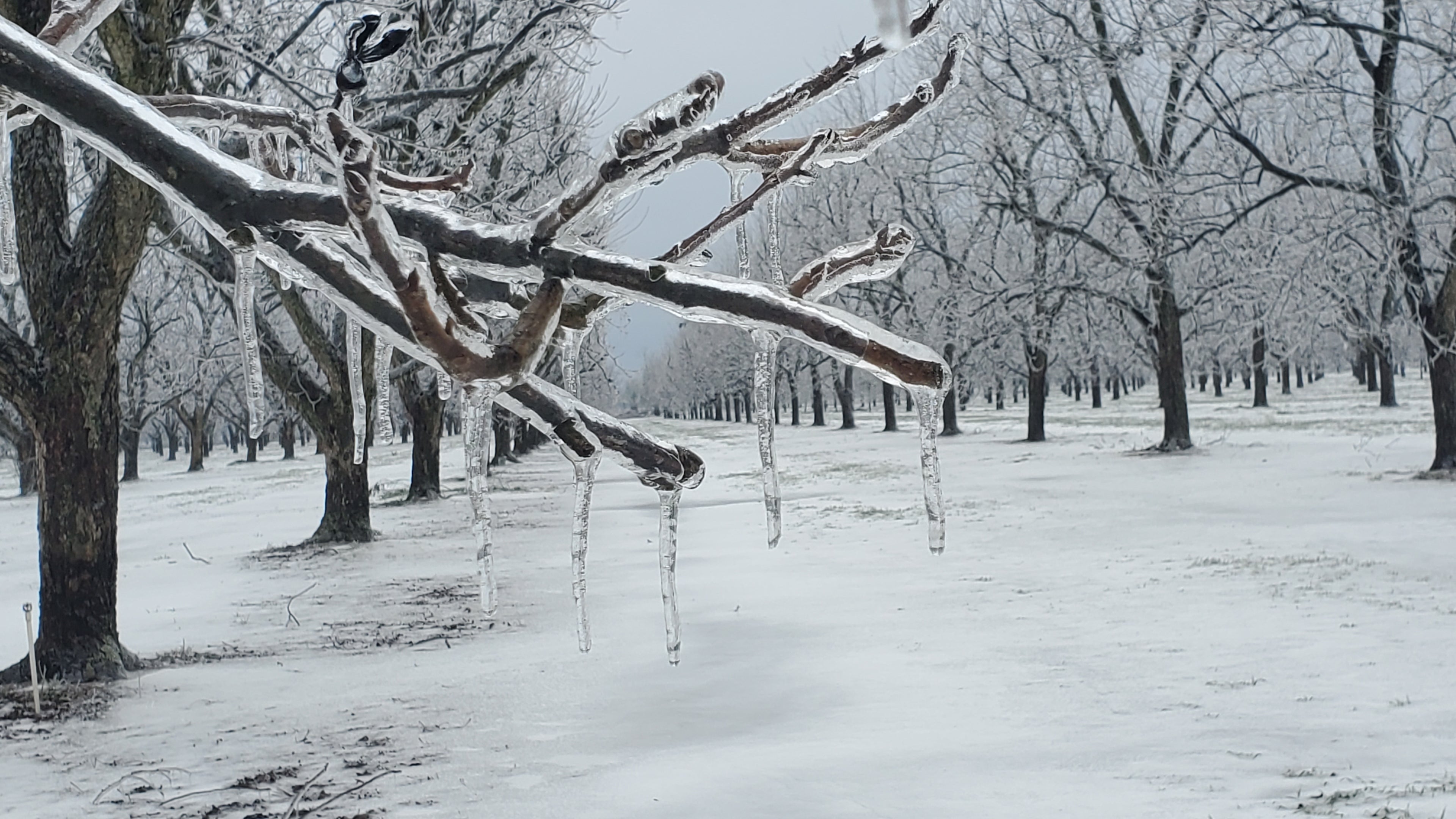 Cold Temp Benefits to Pecan Trees