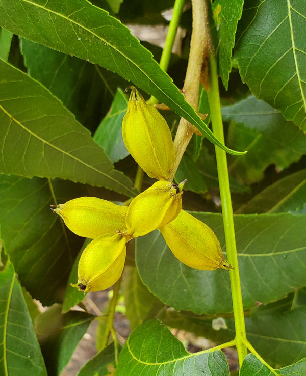 June 2024 Orchard Update - Royalty Pecan Farms