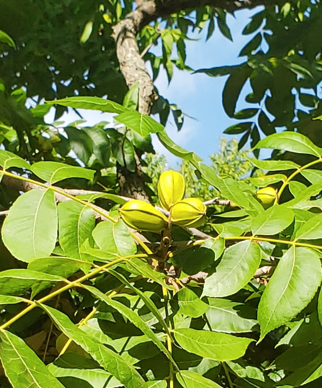 Pecan Orchard Update August 2022