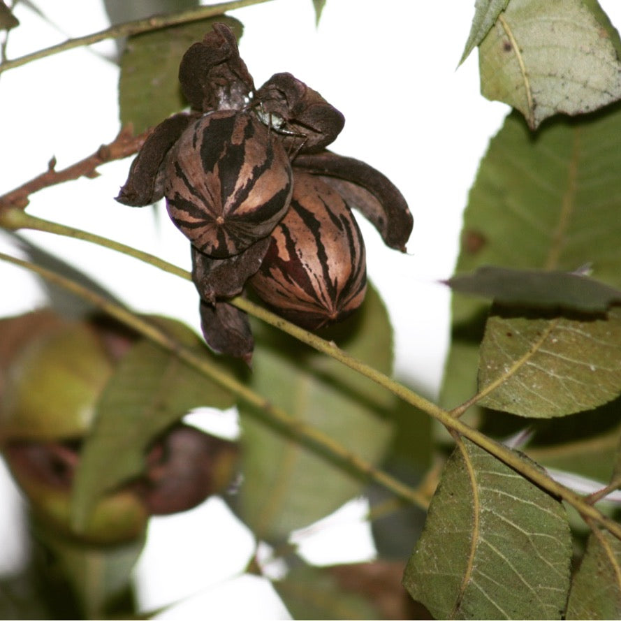 Pecan Harvesting: From Shuck to Table