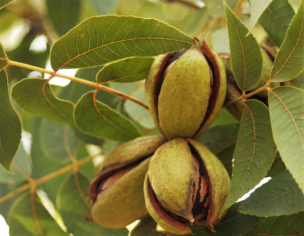 Popular Texas Pecan Varieties to Plant