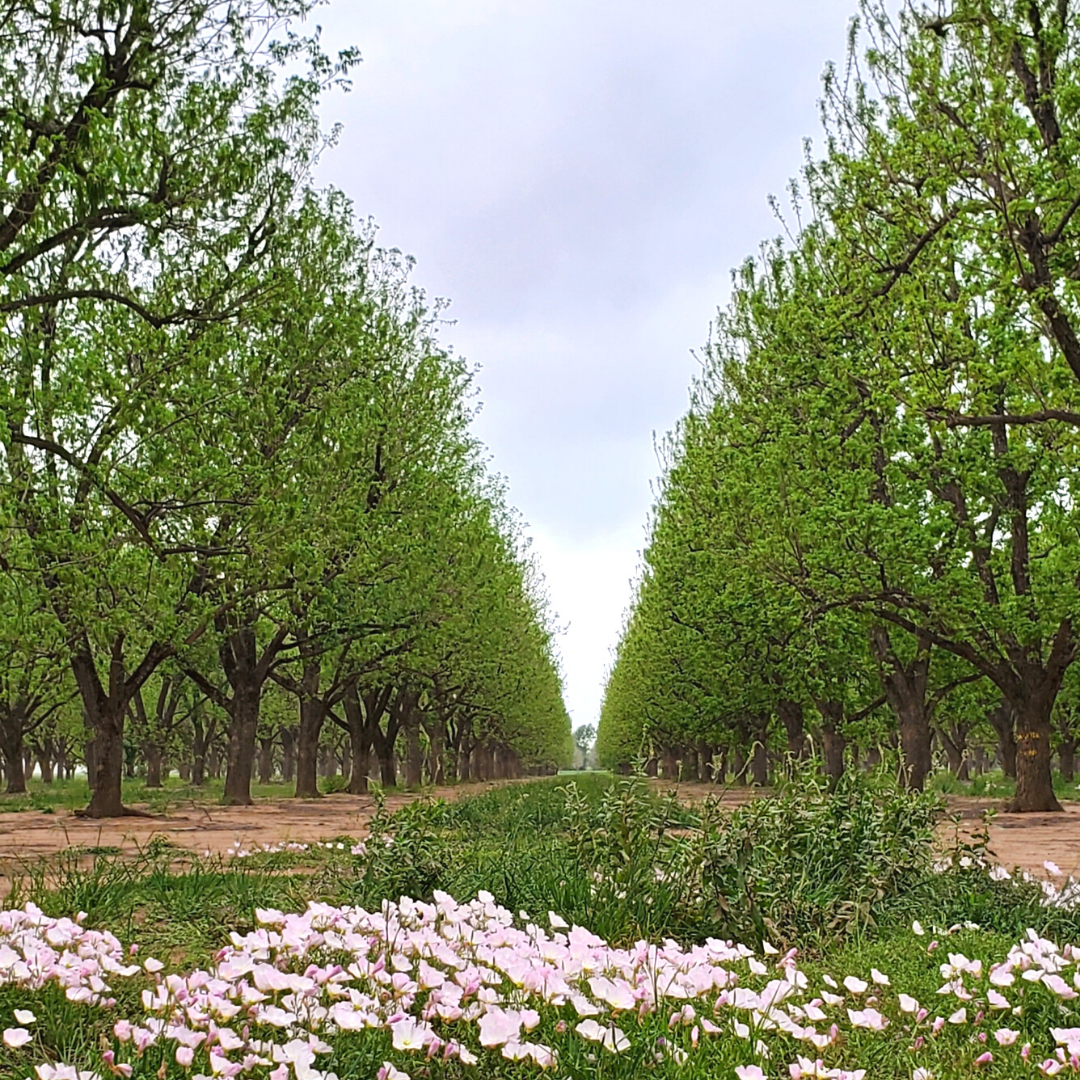 Sustainable Agriculture: Farm to Table