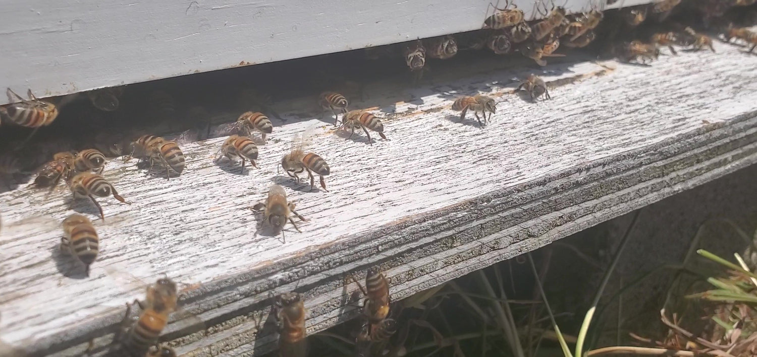 Beginner Beekeeping - Getting Started